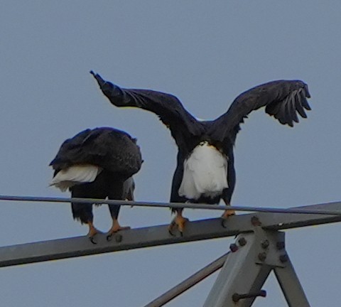 Itsas arrano buruzuria - ML644786852