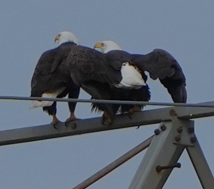 Itsas arrano buruzuria - ML644786868