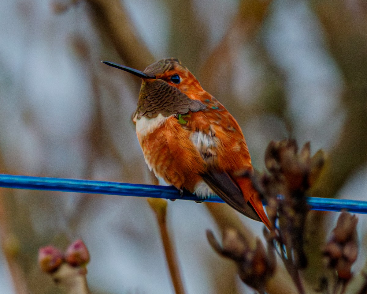 Rufous Hummingbird - ML644786872