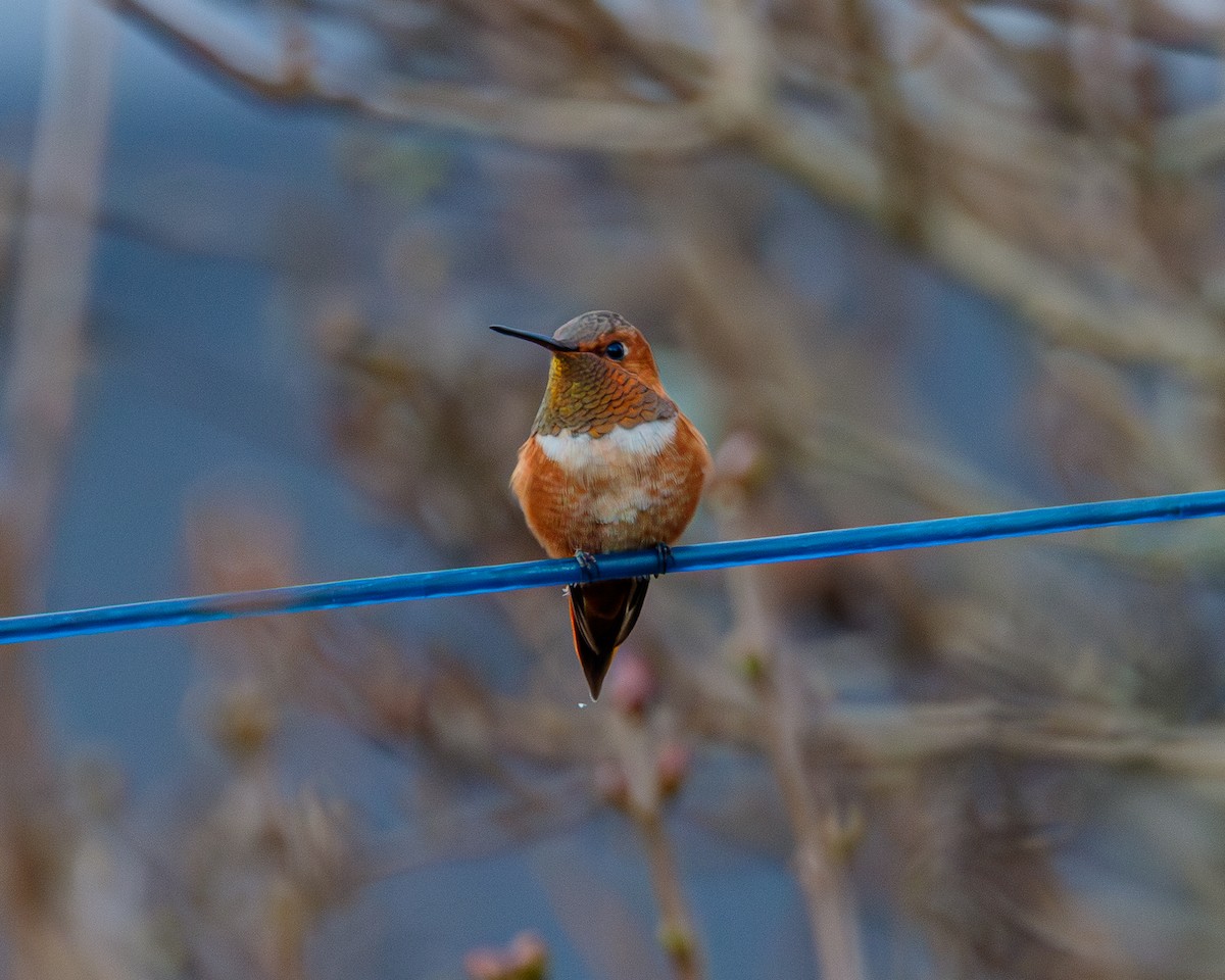Rufous Hummingbird - ML644786873