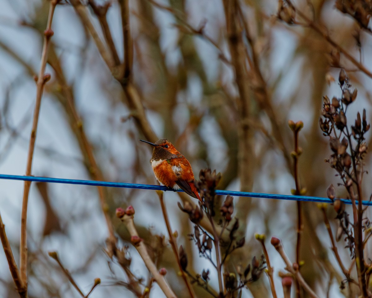 Rufous Hummingbird - ML644786874