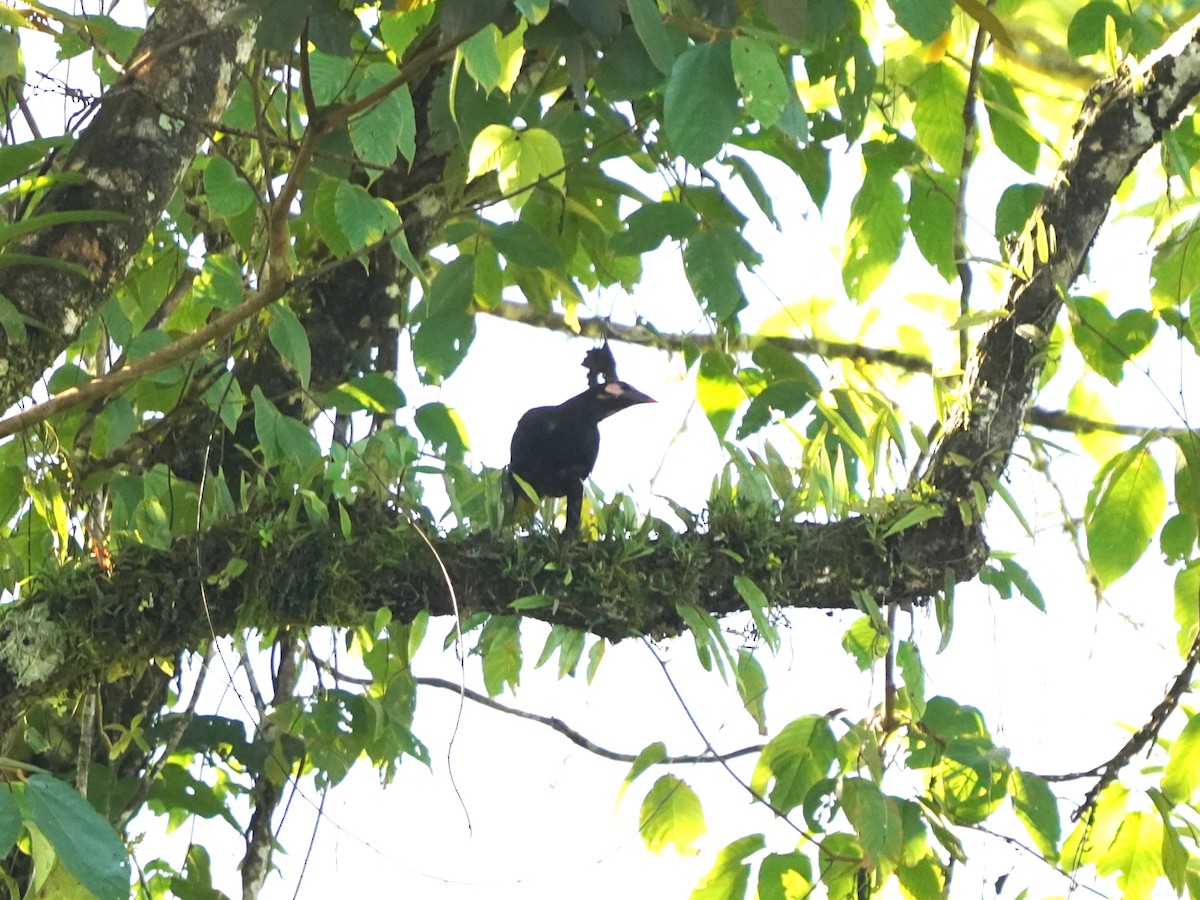 Cassique de Cassin - ML644786875