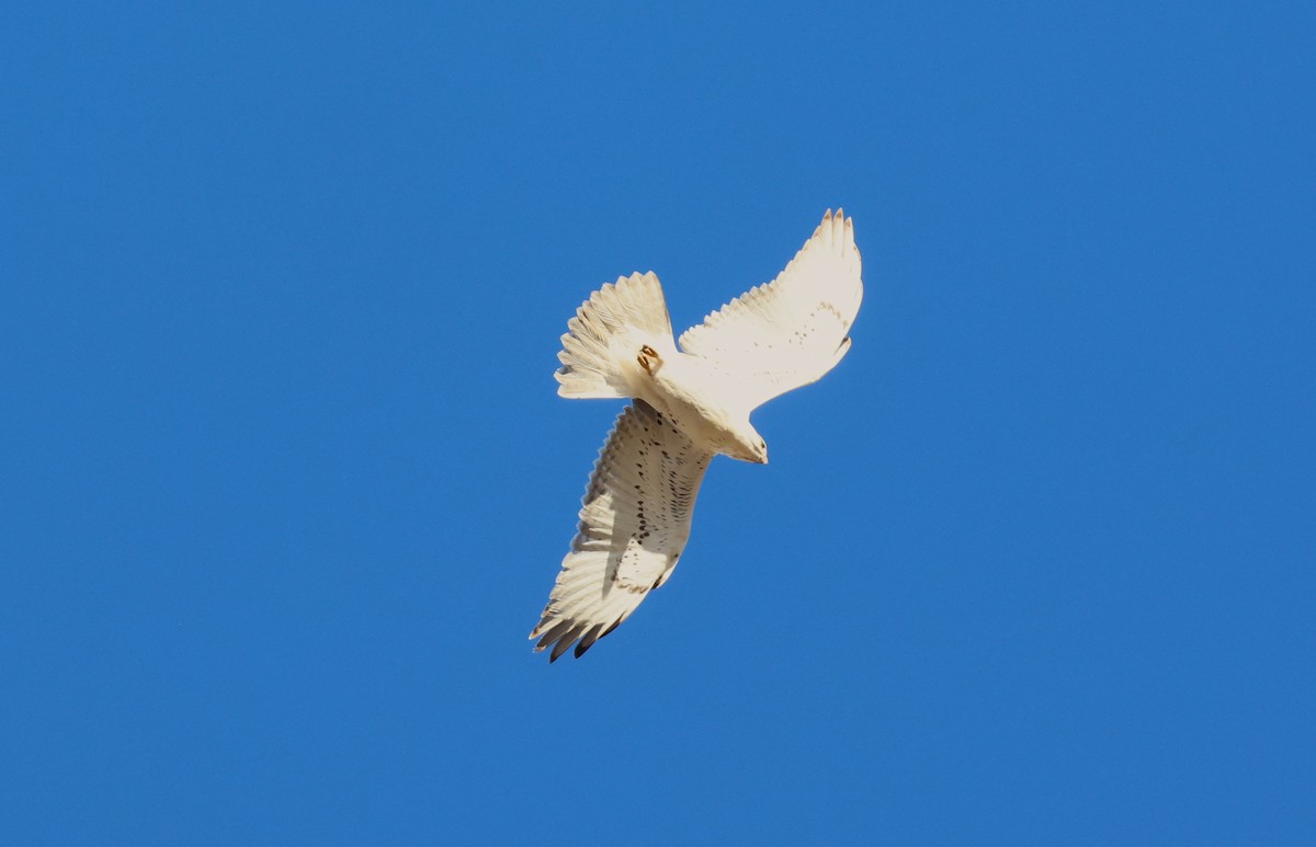 Ferruginous Hawk - ML644786876