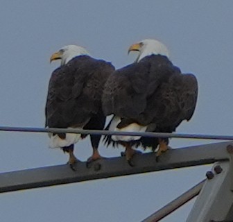 Itsas arrano buruzuria - ML644786878