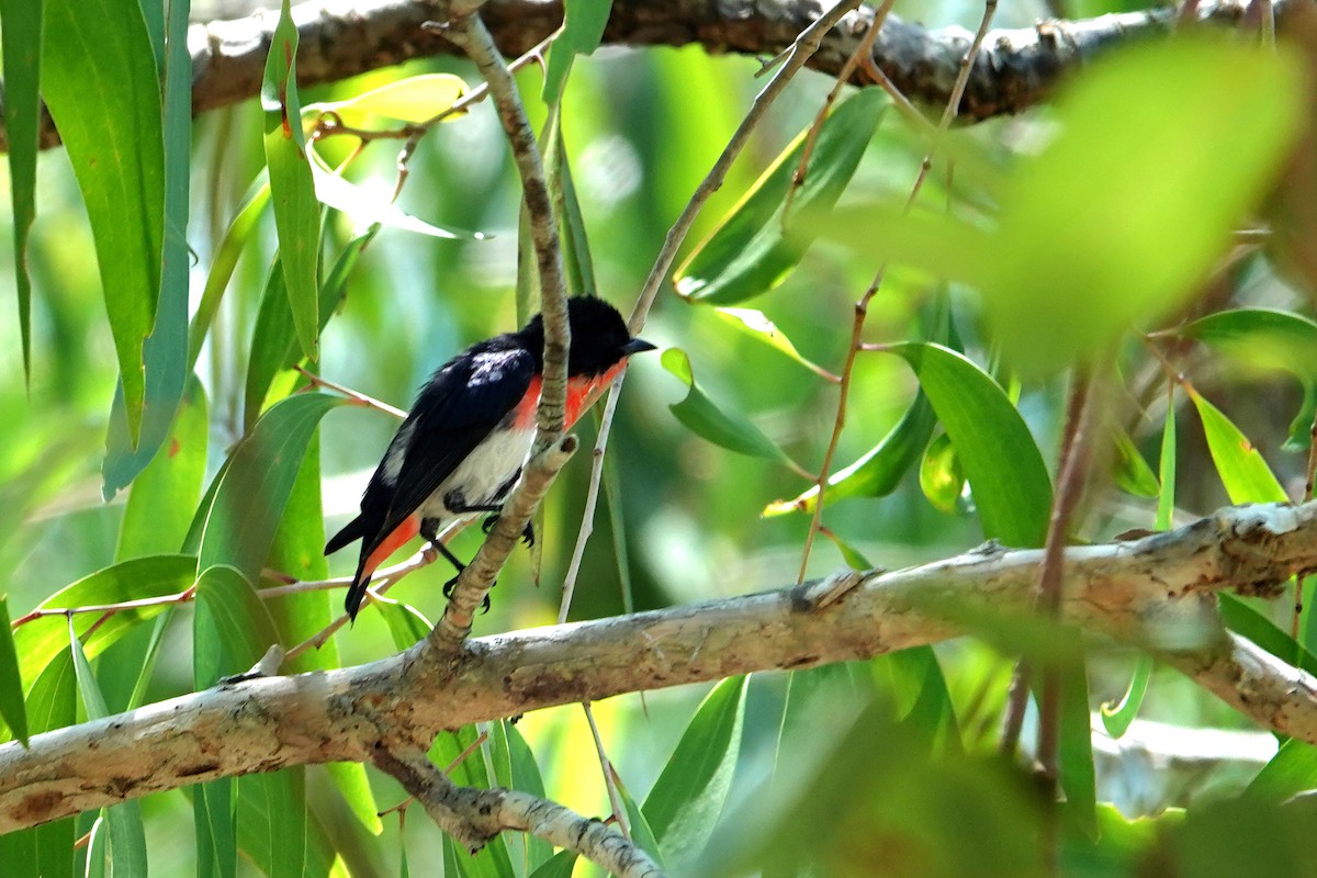 ヤドリギハナドリ - ML644786879