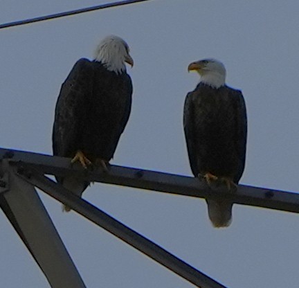 Itsas arrano buruzuria - ML644786880