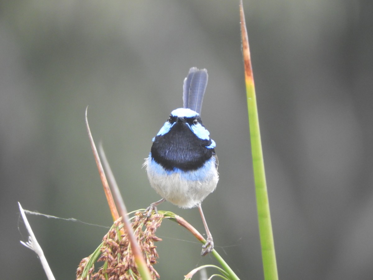 Малюр сапфіровий - ML644786887