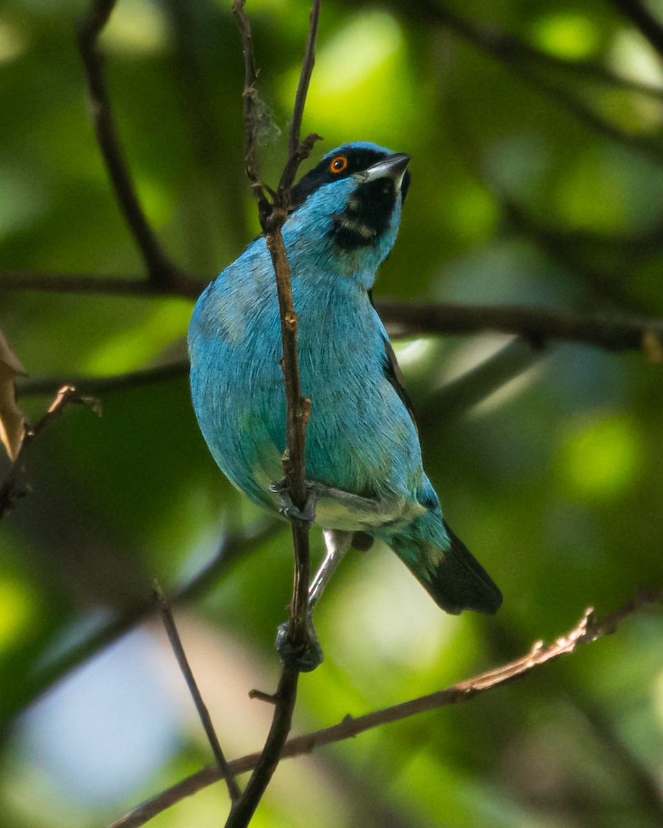 Turquoise Dacnis - ML644786888