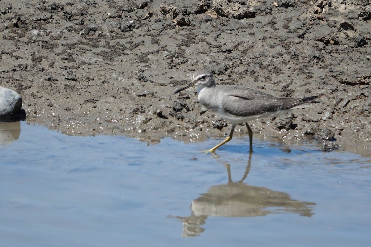 ביצנית אפורת-זנב - ML644786907