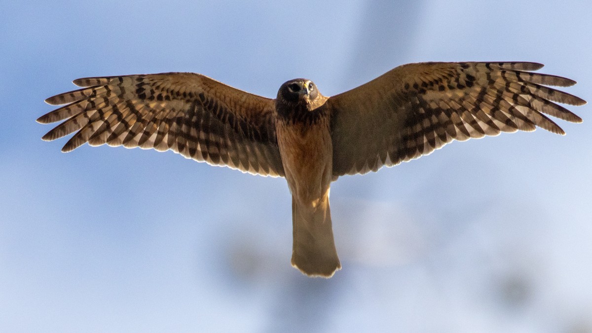 Northern Harrier - ML644786908