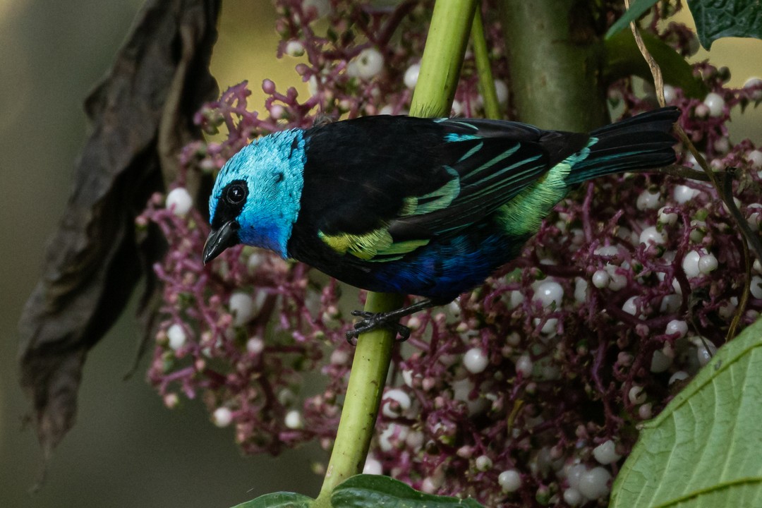 Blue-necked Tanager - ML644786912