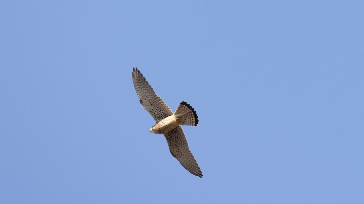 Eurasian Kestrel - ML644786931