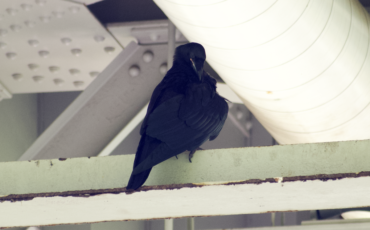 Common Raven - ML644786936