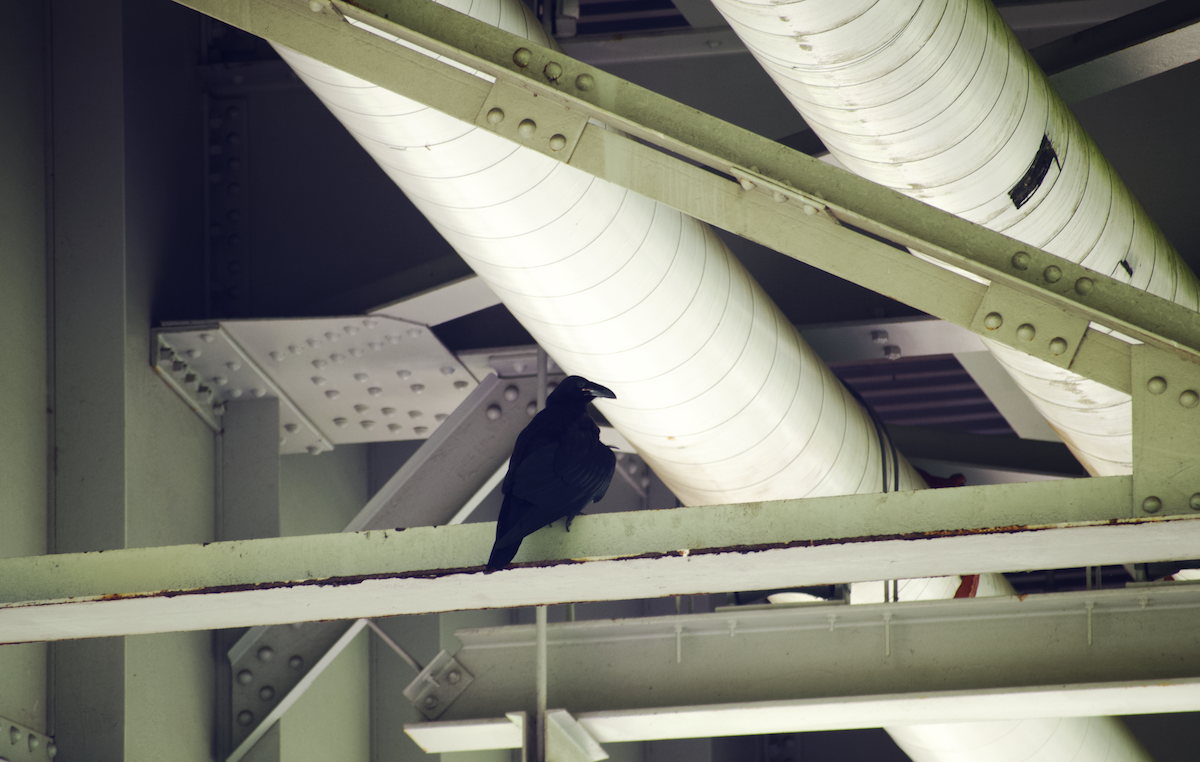 Common Raven - ML644786937