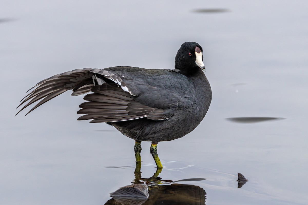 Focha Americana - ML644786943