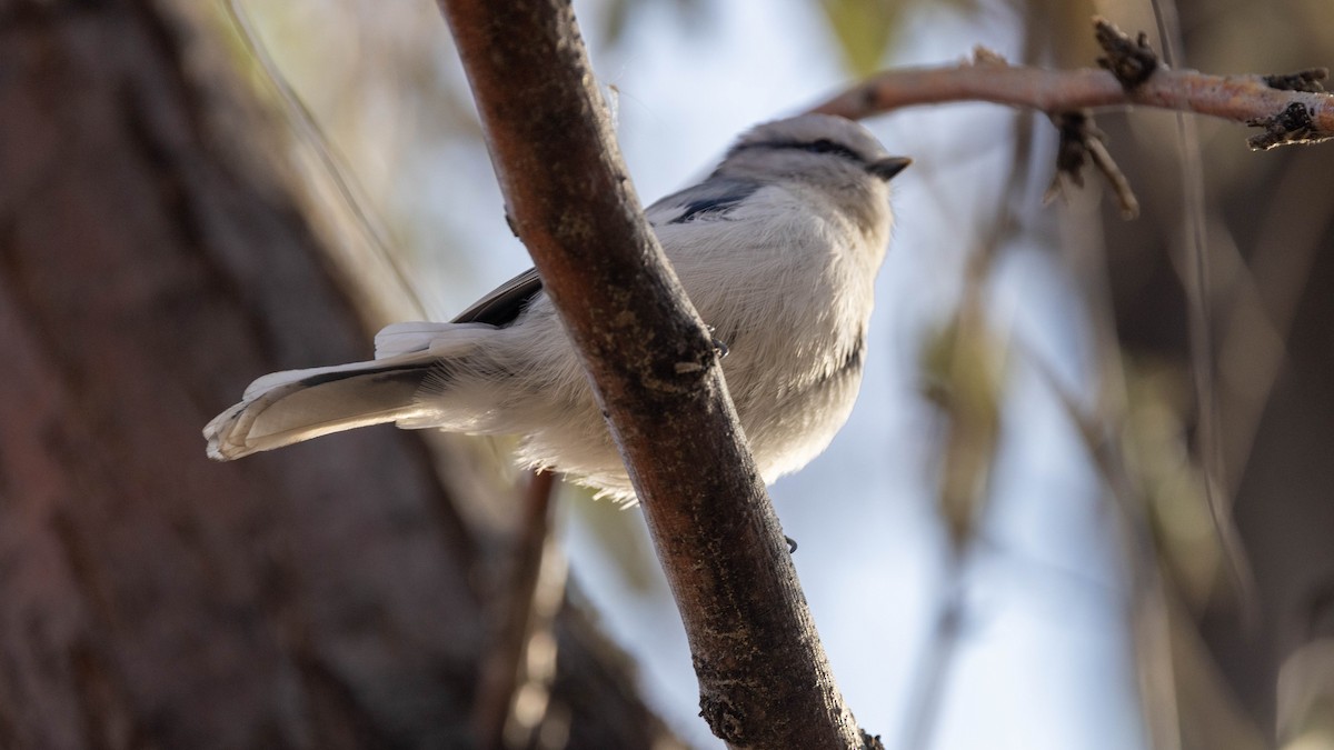 Azure Tit - ML644786945