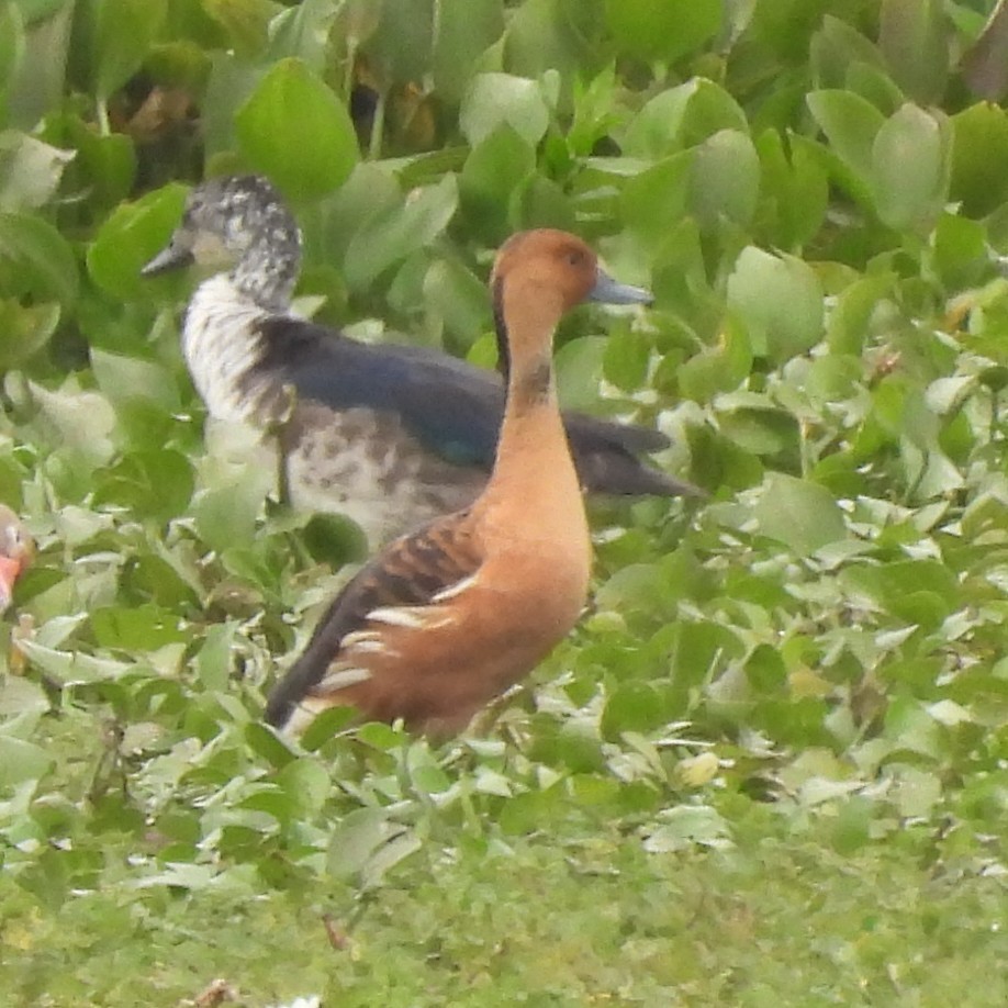 Zuhaitz-ahate kolorebikoa - ML644786948