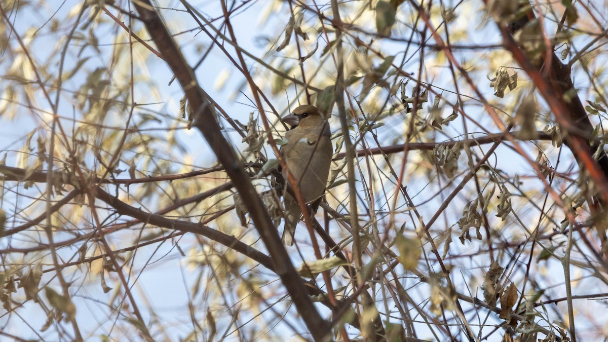 Hawfinch - ML644786952