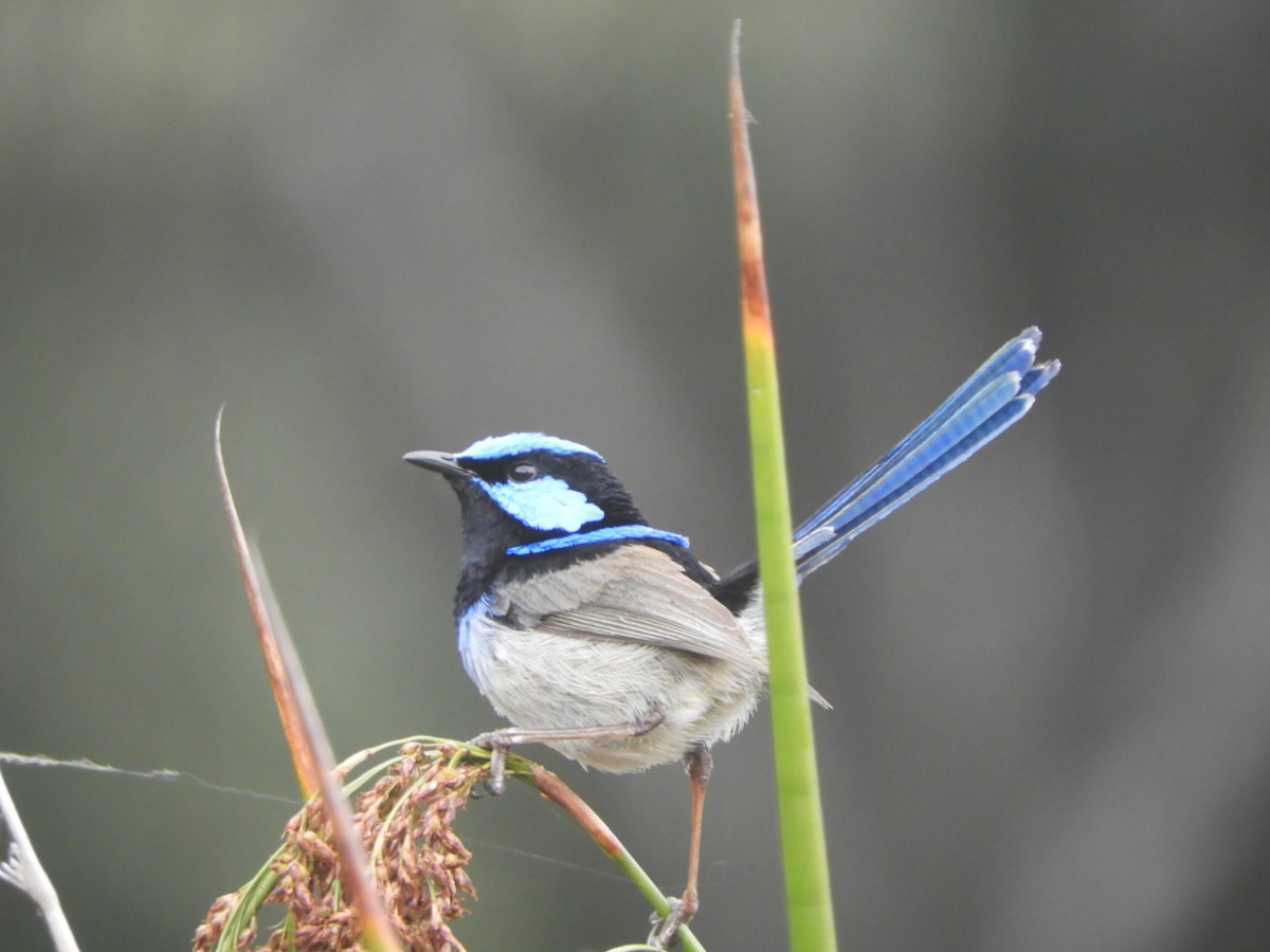 Малюр сапфіровий - ML644786953