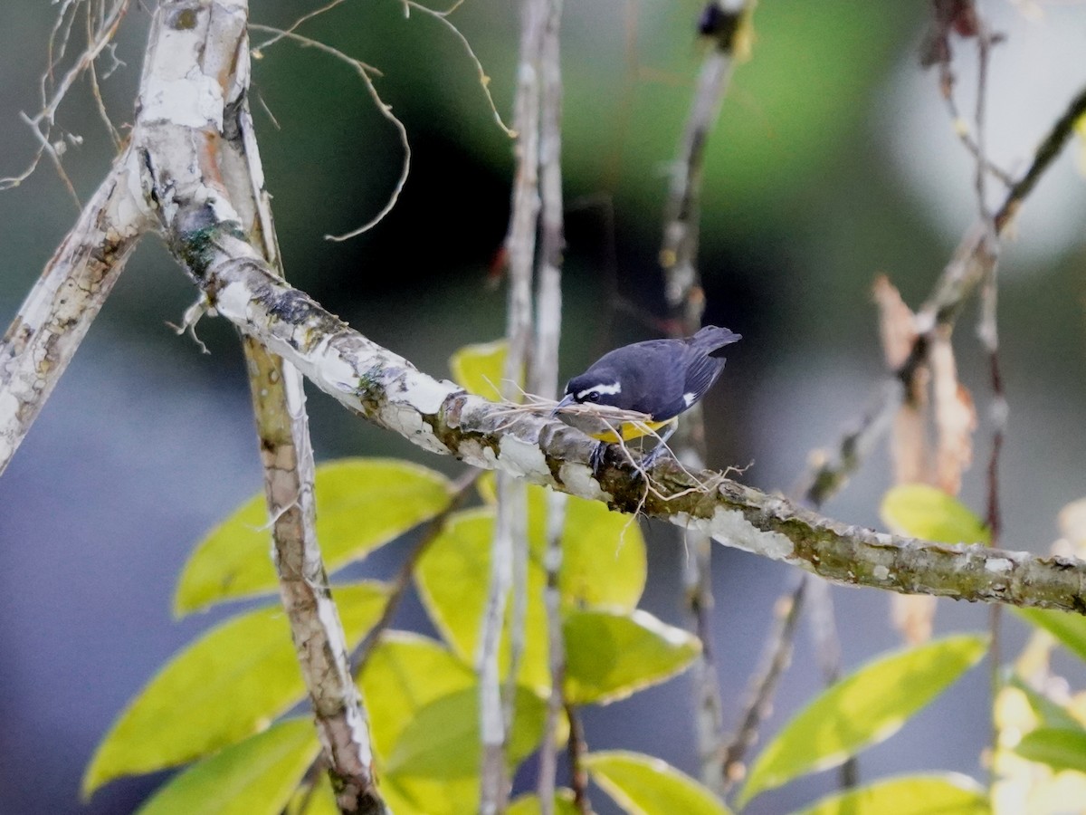 Bananaquit - ML644786954