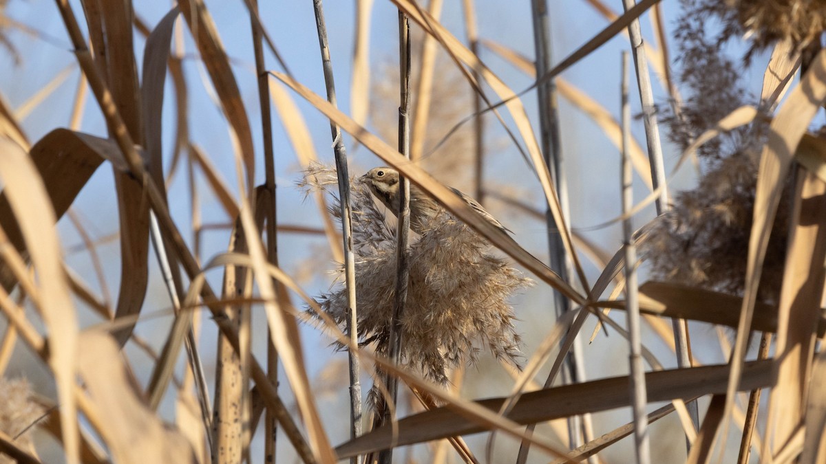 Reed Bunting - ML644786957