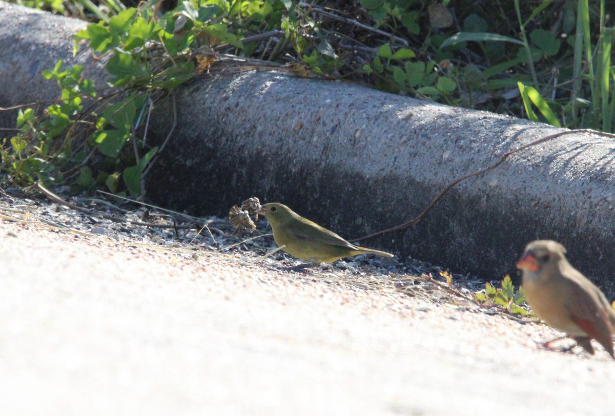 Painted Bunting - ML644786960