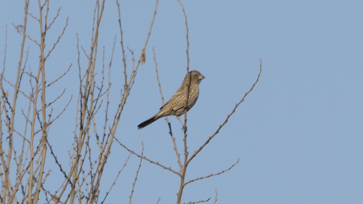 Red-mantled Rosefinch - ML644786967