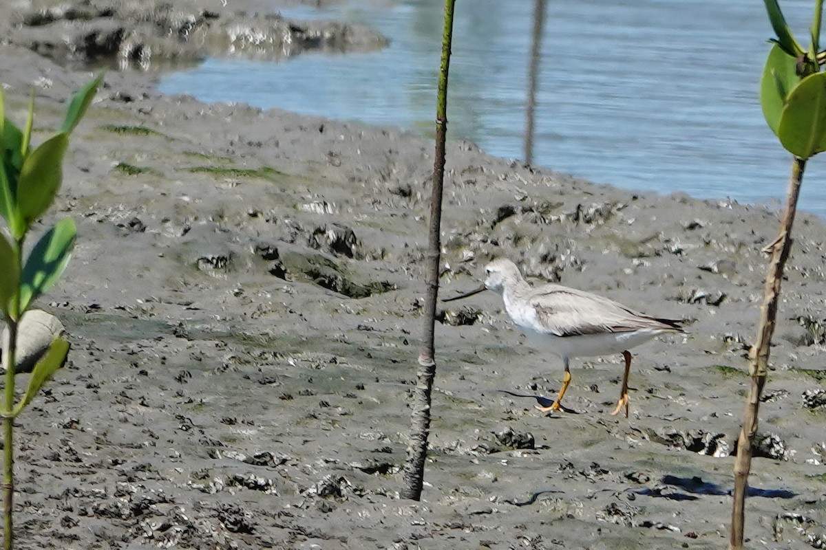 ביצנית אפורה - ML644786980