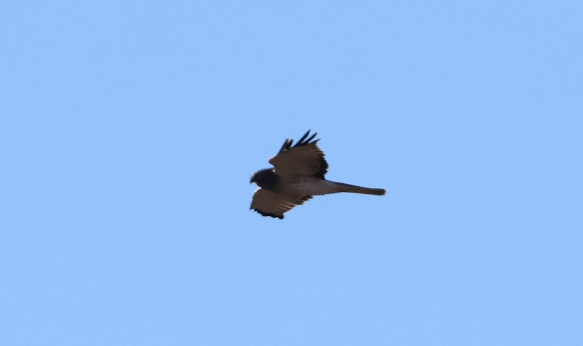 Northern Harrier - ML644786983