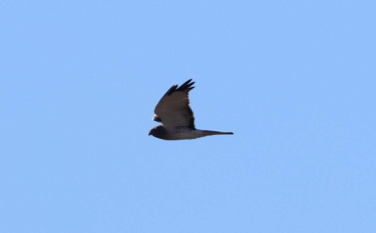 Northern Harrier - ML644786984