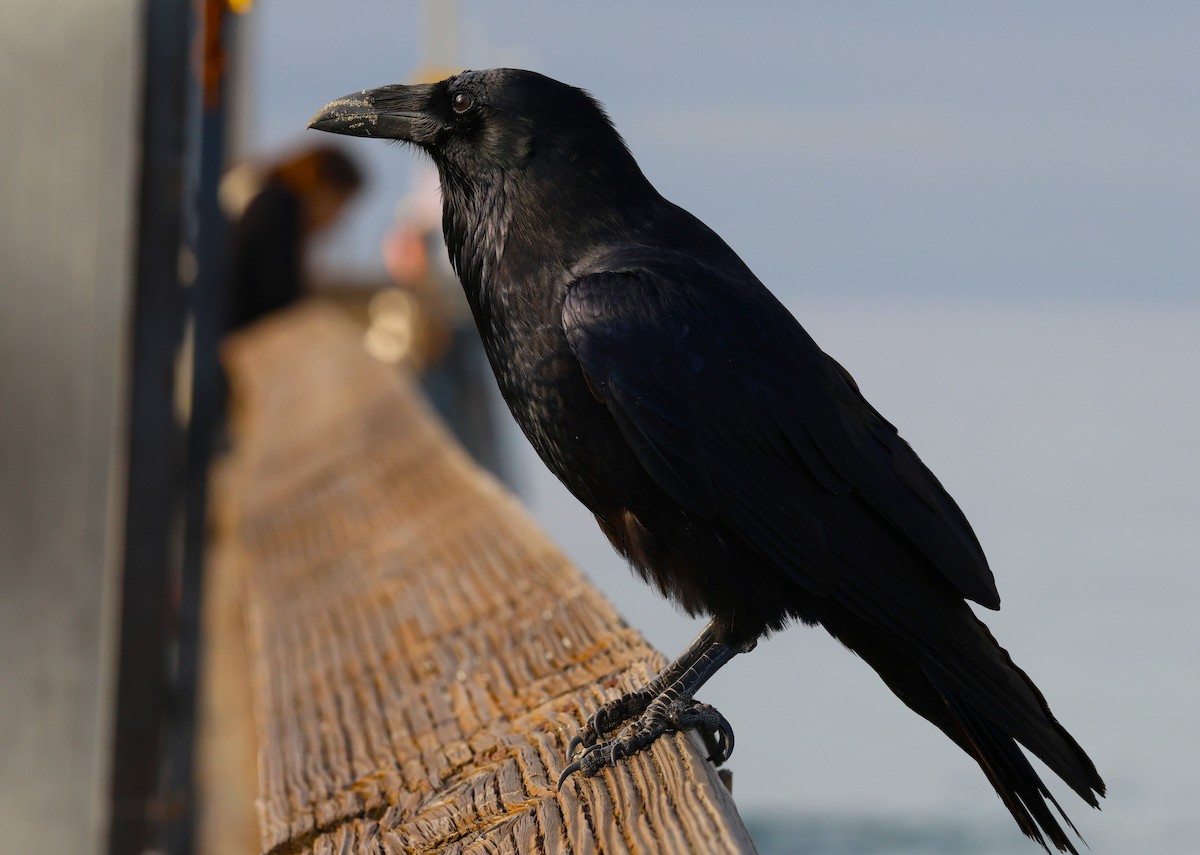 Erroi handia - ML644786985