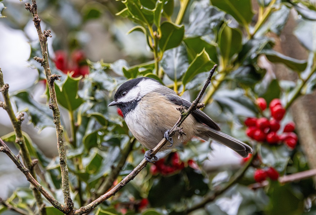 Гаїчка світлокрила - ML644786989