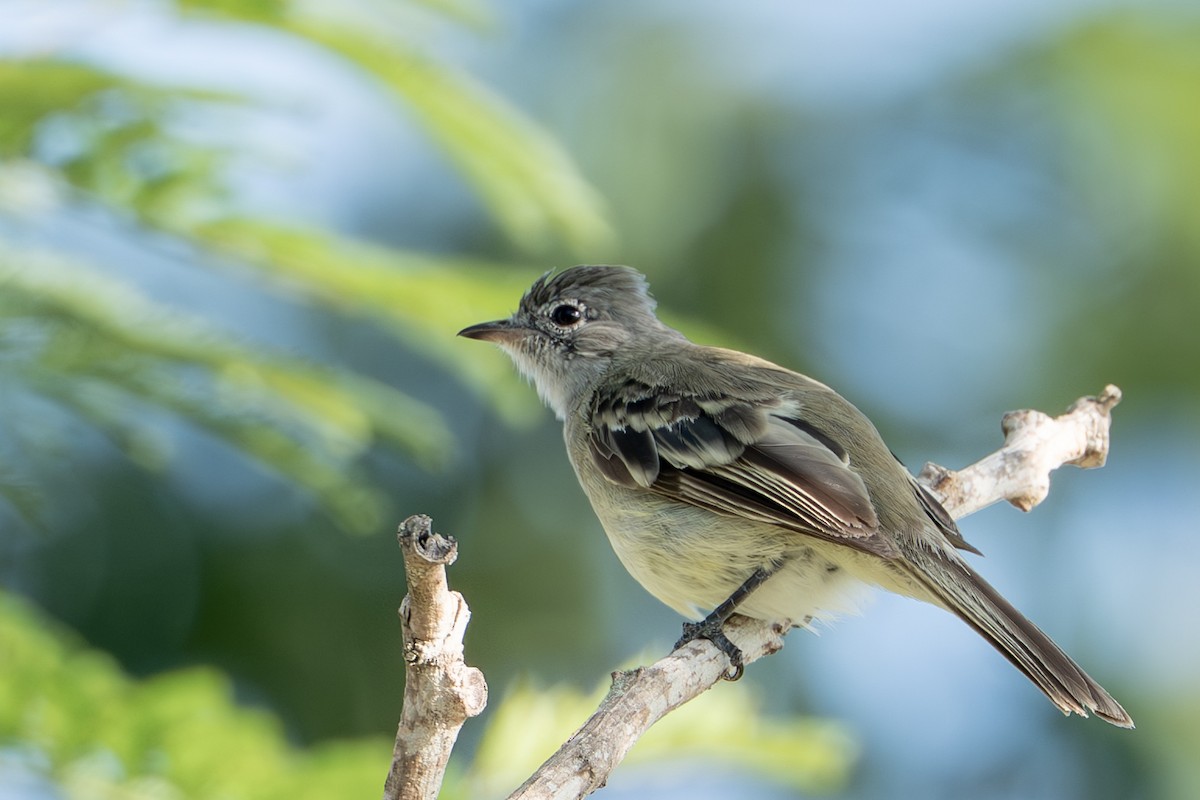 Желтобрюхая эления - ML644786991