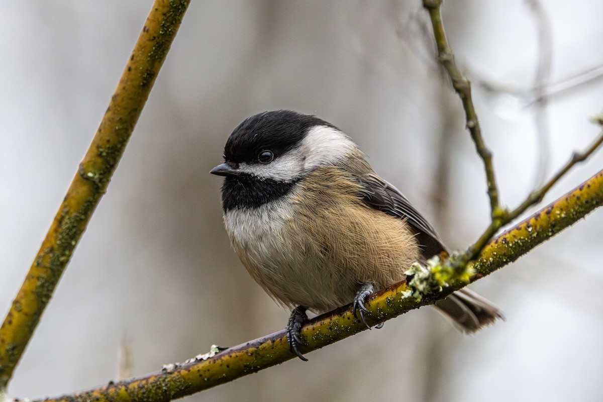 Гаїчка світлокрила - ML644786992