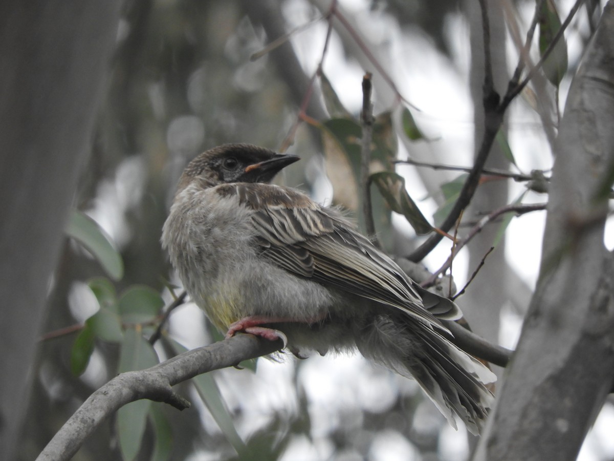 Red Wattlebird - ML644786993