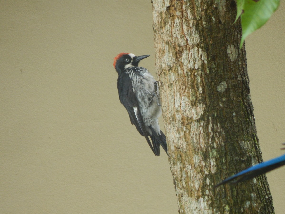 Acorn Woodpecker - ML644786997