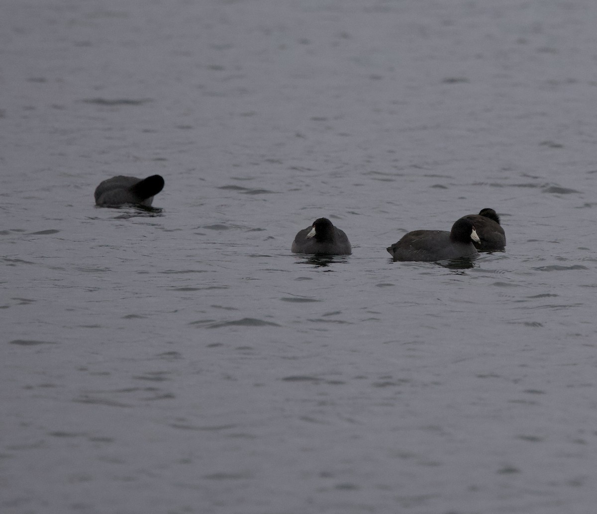 Focha Americana - ML644787003