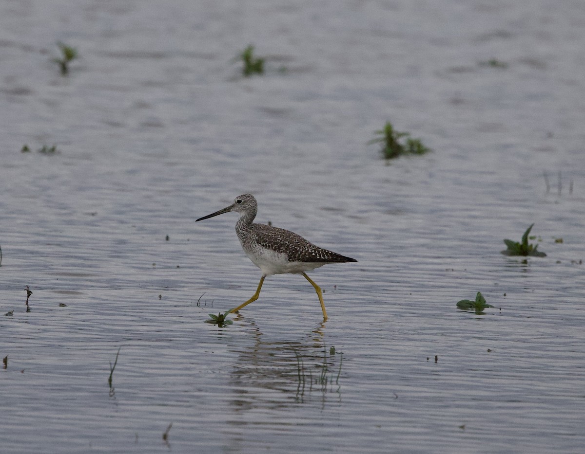 Kuliska hankahori handia - ML644787008