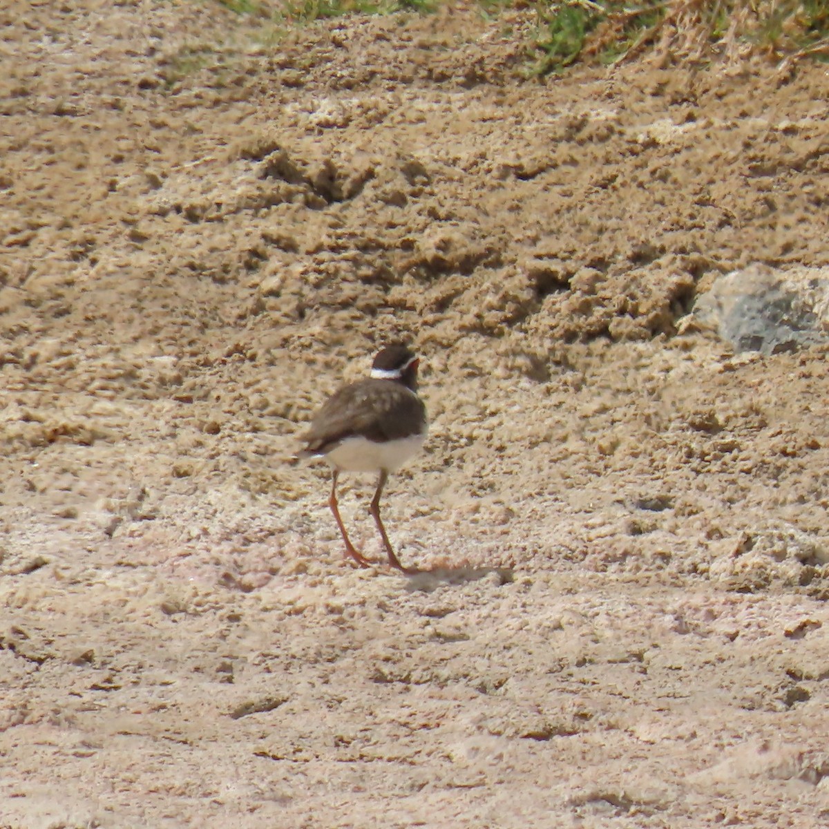 ミスジチドリ（bifrontatus） - ML644787011