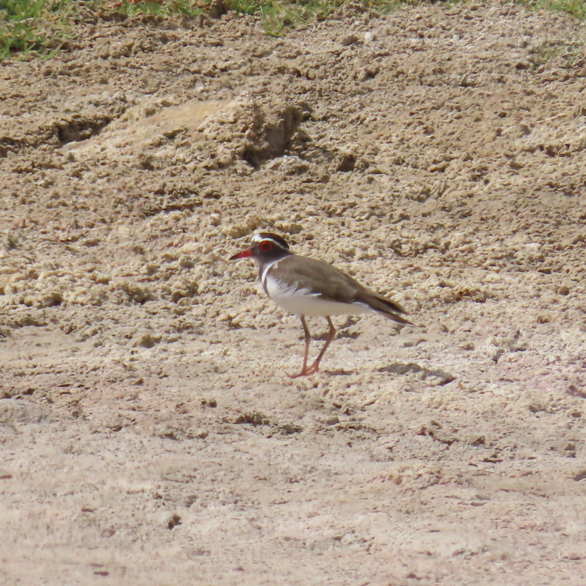 ミスジチドリ（bifrontatus） - ML644787012