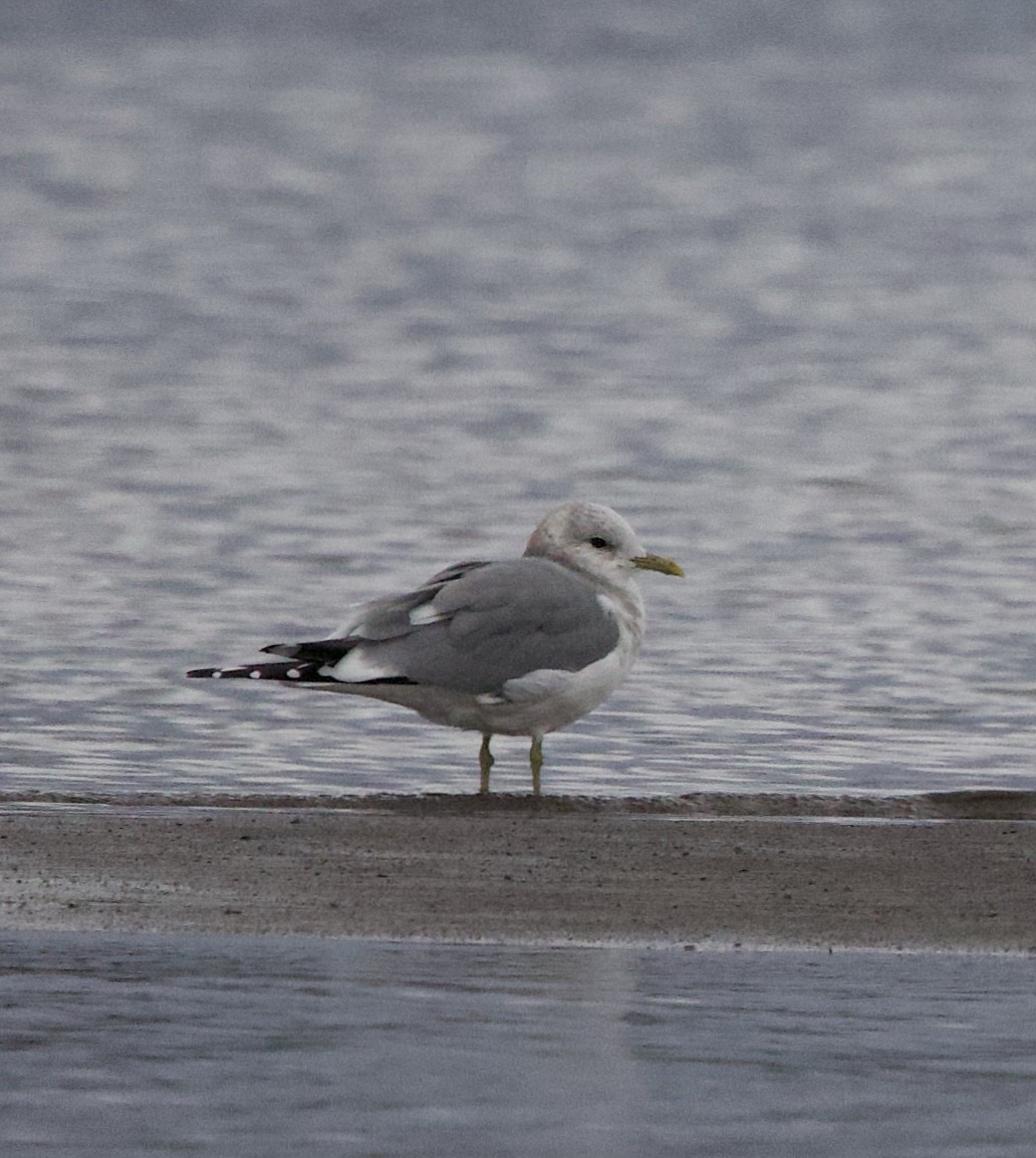 чайка sp. - ML644787014