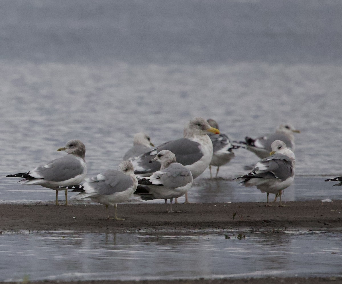 чайка sp. - ML644787015