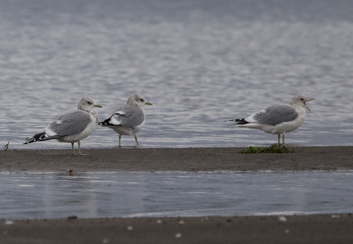 чайка sp. - ML644787016