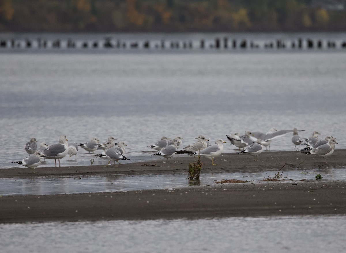 чайка sp. - ML644787017