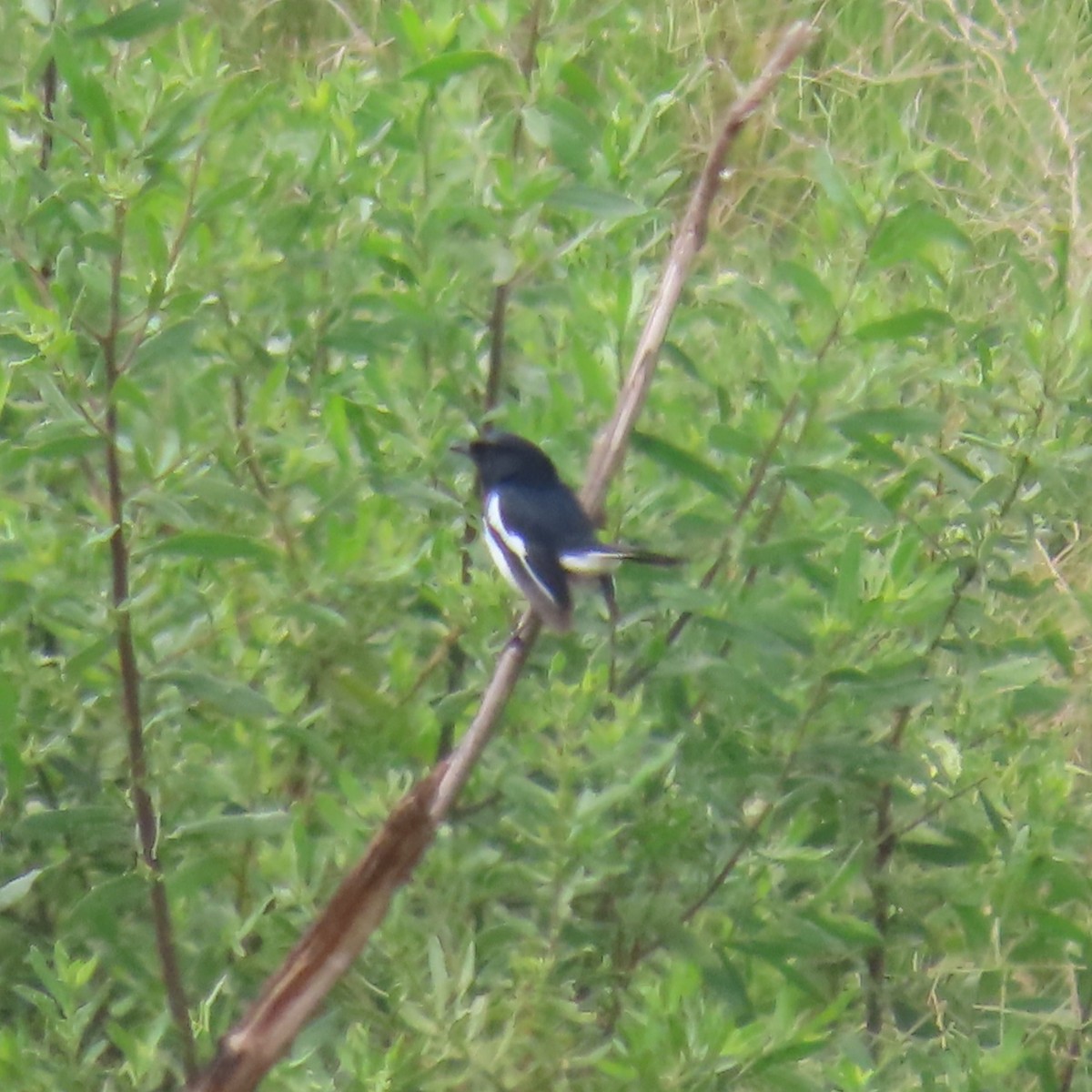 Мадагаскарский шама (inexspectatus) - ML644787020