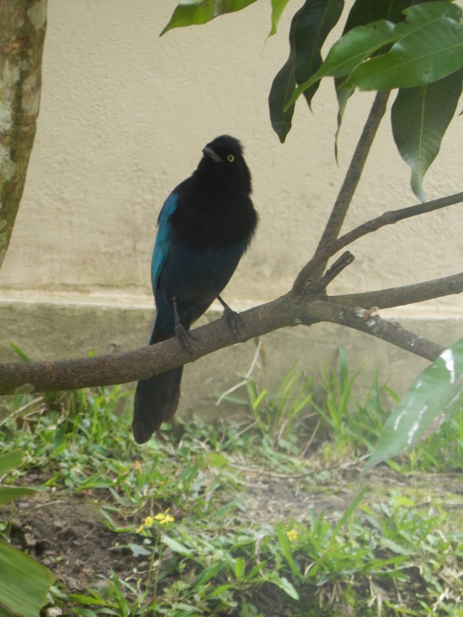 Bushy-crested Jay - ML644787022