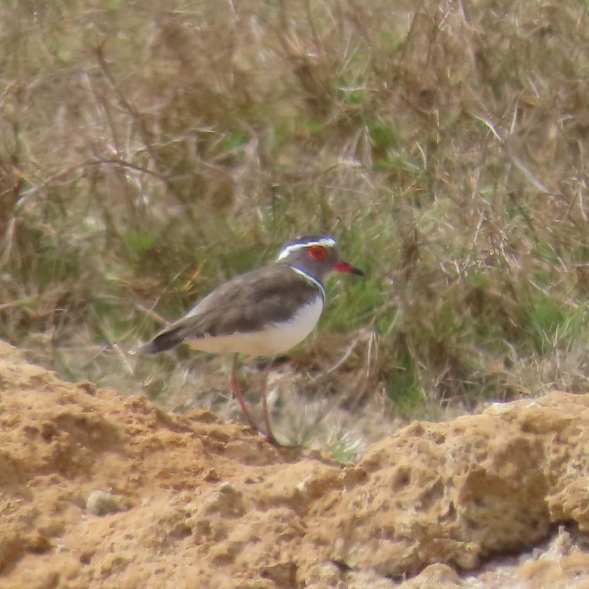 ミスジチドリ（bifrontatus） - ML644787023