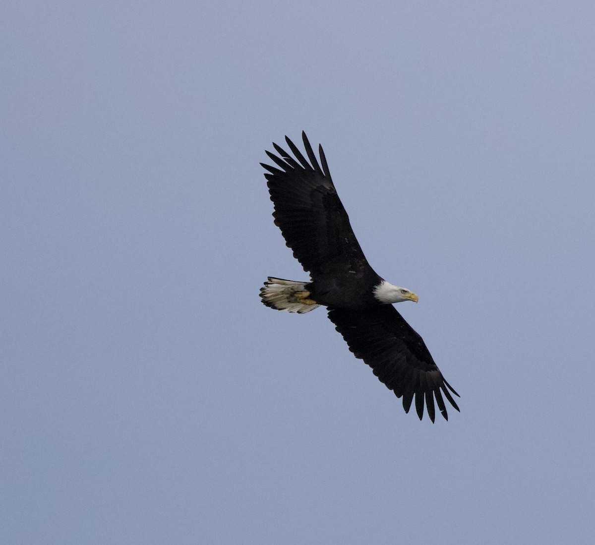 Itsas arrano buruzuria - ML644787025