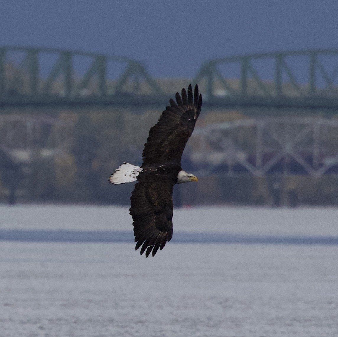 Itsas arrano buruzuria - ML644787026