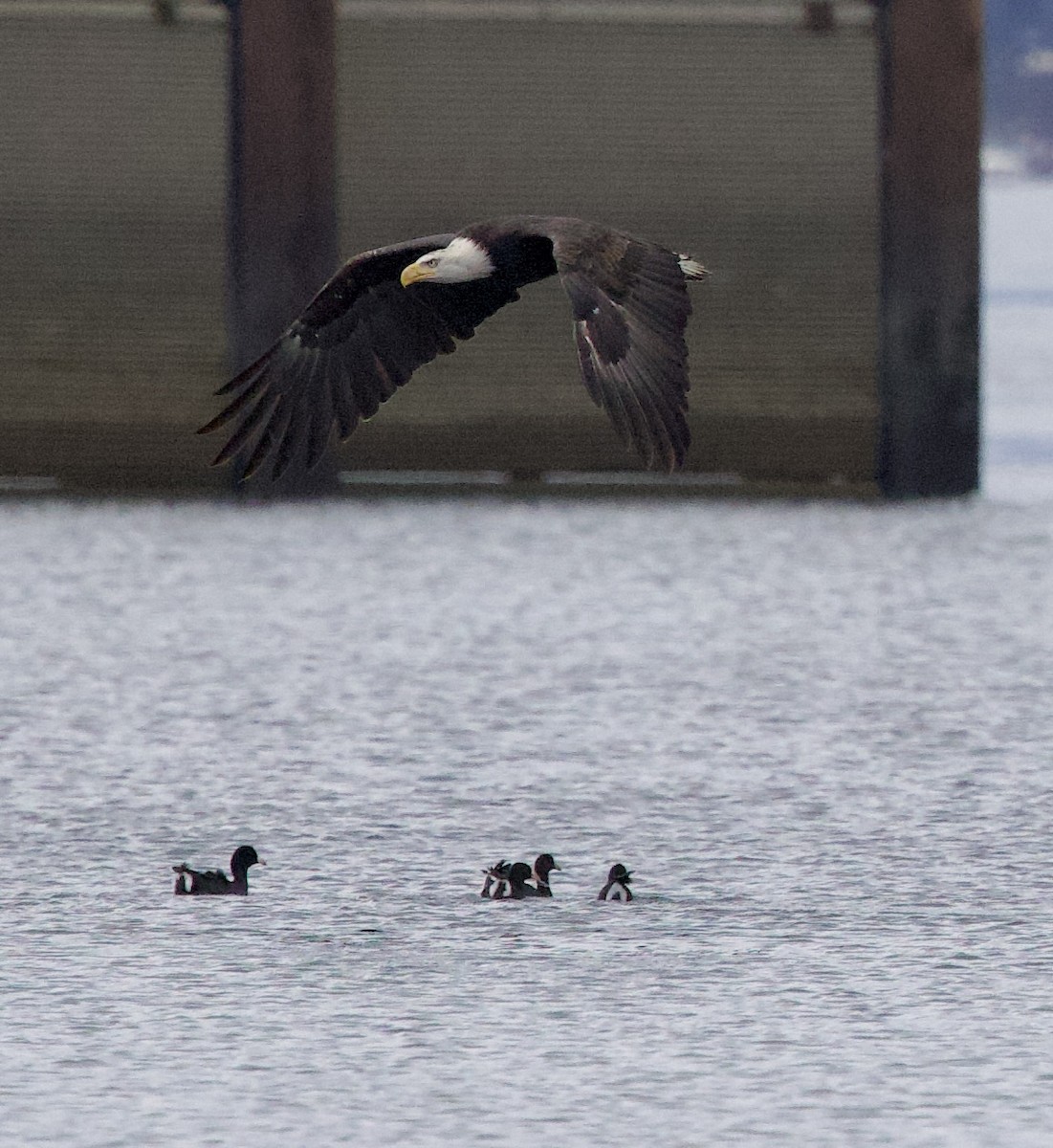 Itsas arrano buruzuria - ML644787027